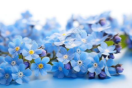 蓝色鲜花图片