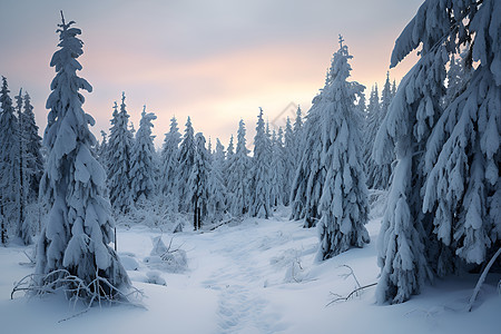 冬日白雪覆盖的森林图片