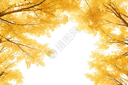 树上金黄的秋叶图片