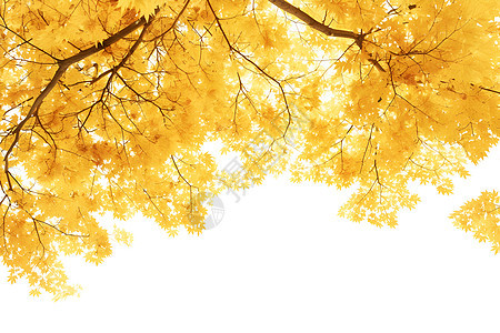 树上金黄的叶子图片