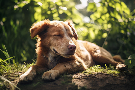 小狗在草地上闭着眼睛休息图片
