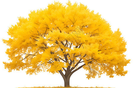 秋天金黄色的树木图片