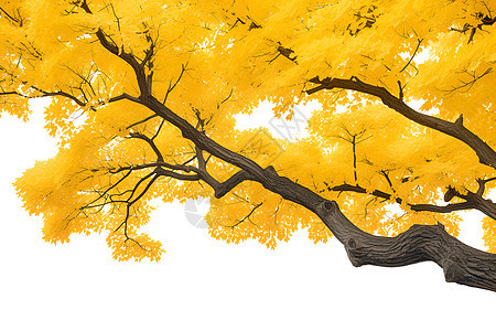 树木的黄叶图片