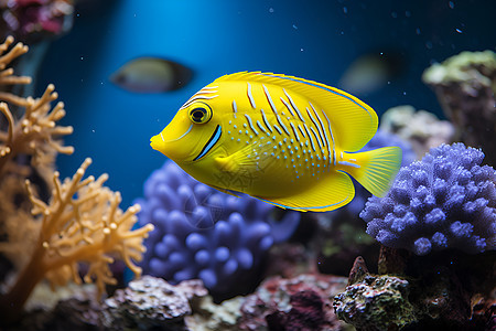 热带海洋的一条黄色鱼图片