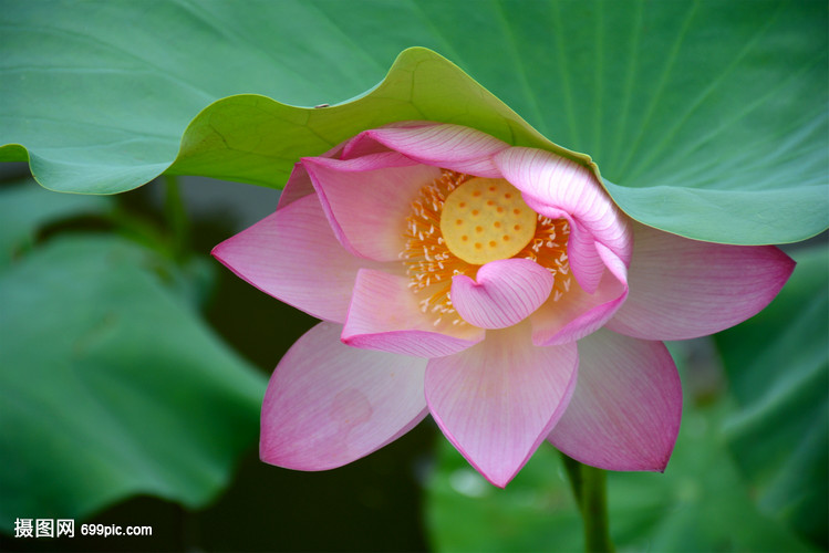 用“荷文明”推动教育集团共融