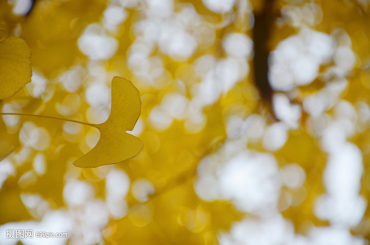 冬天成都校园里的银杏