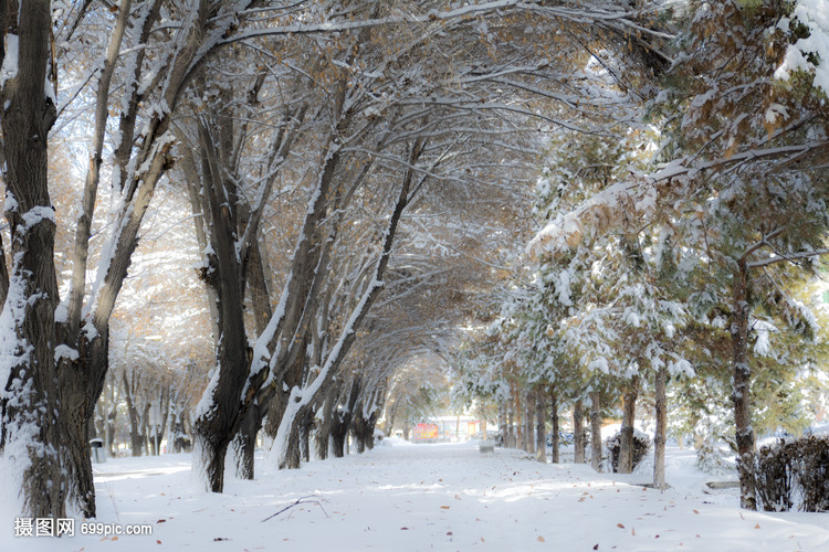 石河子大学雪后杯子过滤风光设计图图片