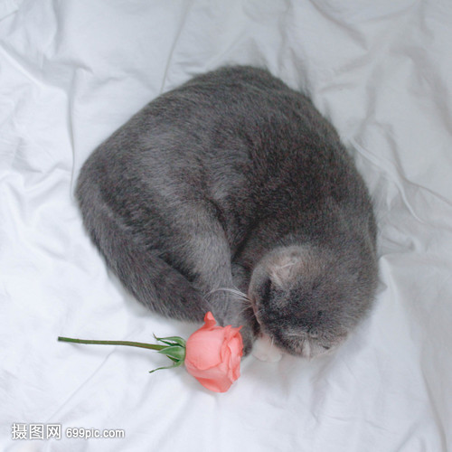 猫咪与玫瑰