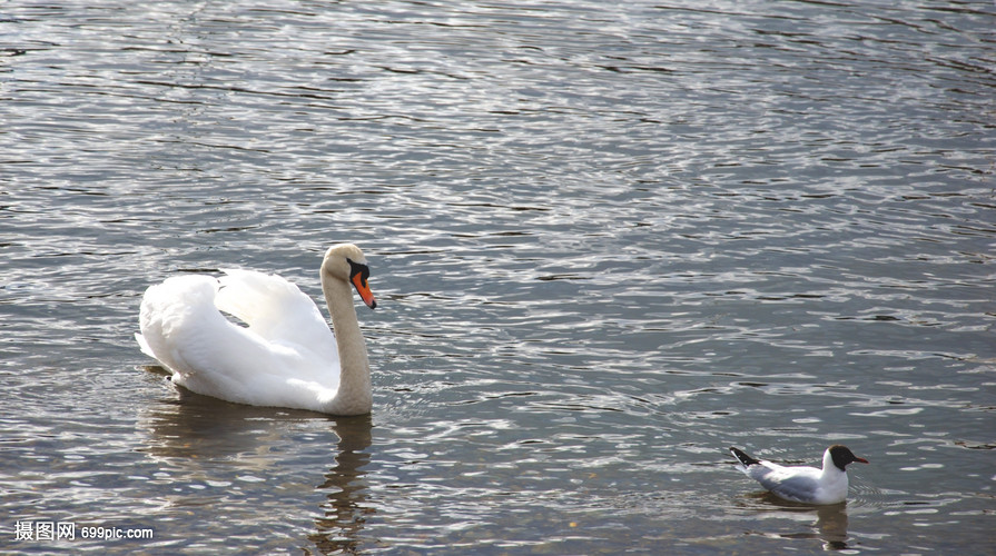 尾随海鸟的天鹅