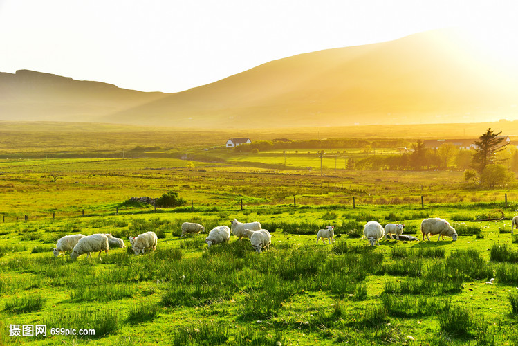 英国天空岛草原黄昏绵羊