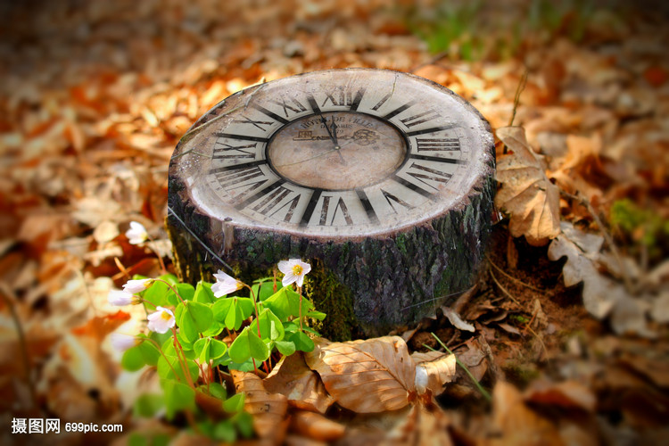 生命的生长需要多少时间 停止砍伐