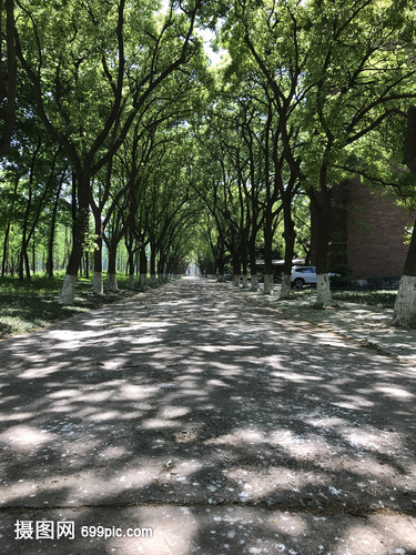 公园夏天的植物