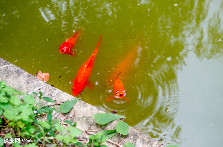 游出水面呼吸的红色锦鲤