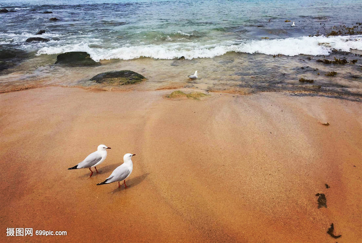 在沙滩上散步听着海浪声音的海鸥