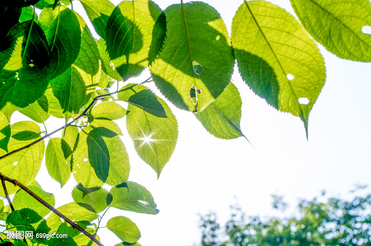 夏天阳光下的翠绿叶子