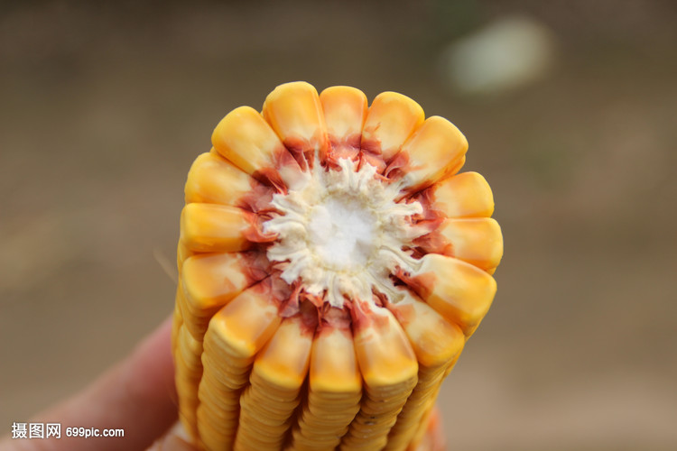 如火如荼玉米“插翅”上涨！