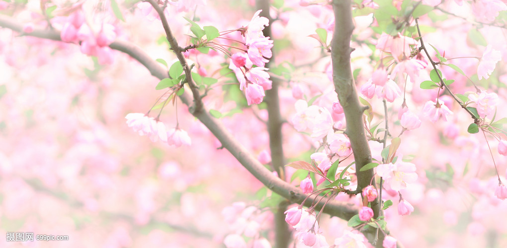 公园里的粉红色的回忆