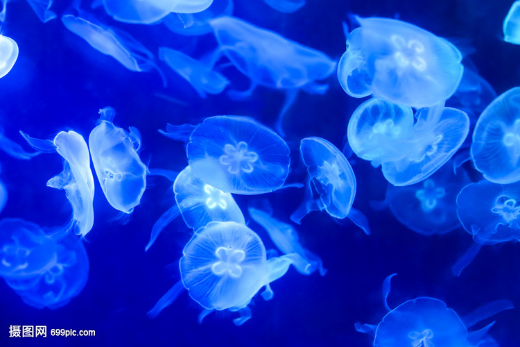 蓝色海月水母