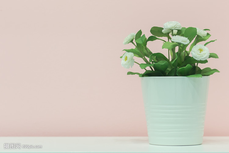 小清新桌面盆栽