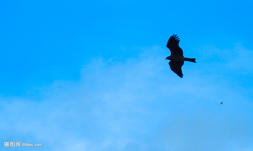 蓝天中翱翔的老鹰