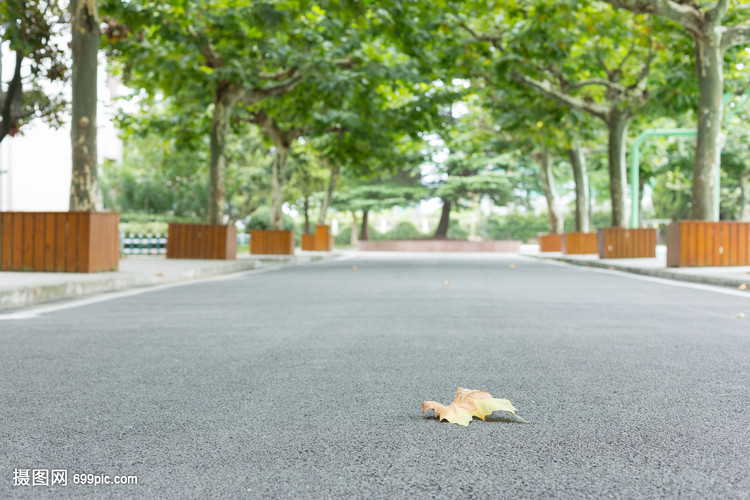 落在校园林荫道上的一片枯叶