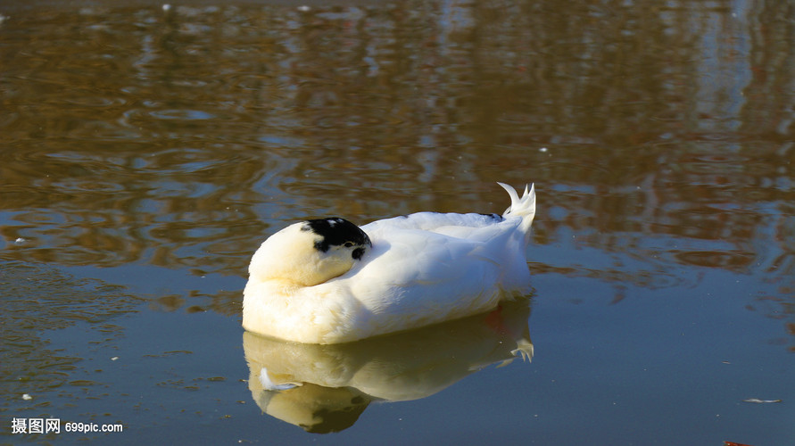 湖水中凫水的鸭子
