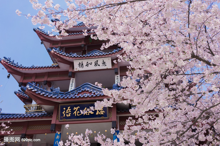 无锡鼋头渚樱花谷