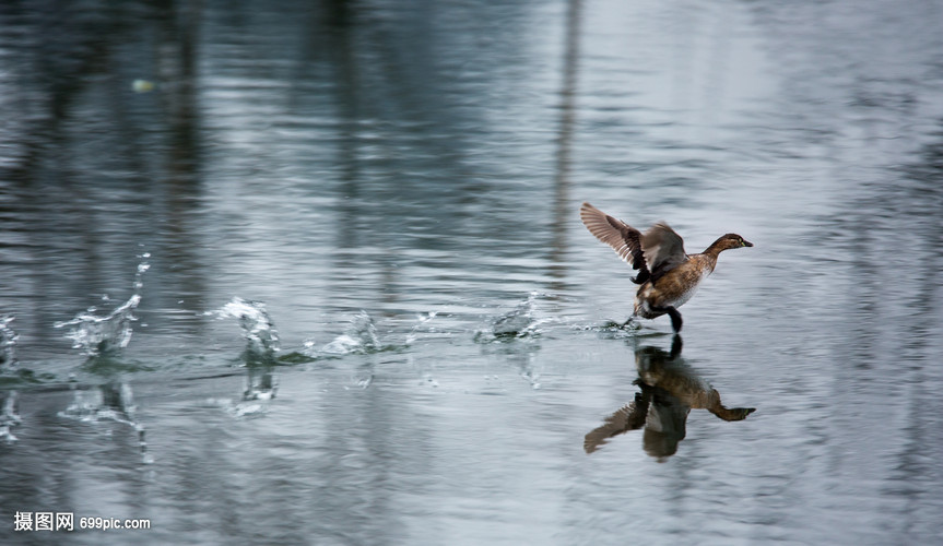 凌波微步的鸭子