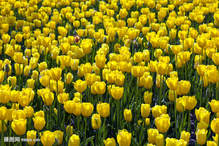 荷兰国花郁金香