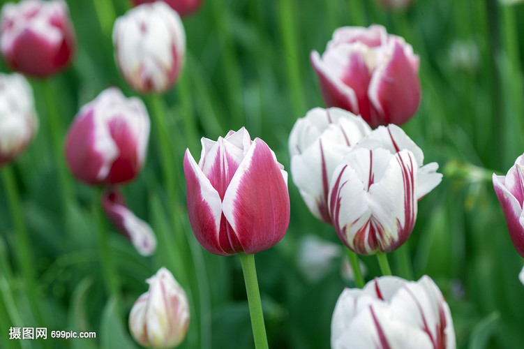 荷兰国花郁金香