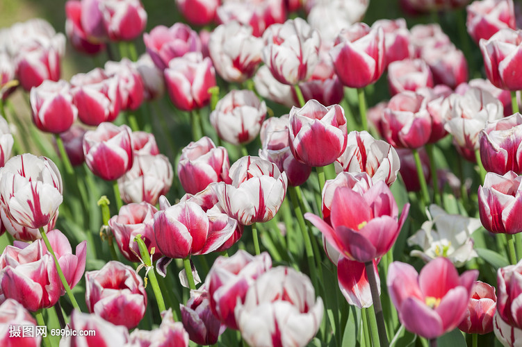 荷兰国花郁金香