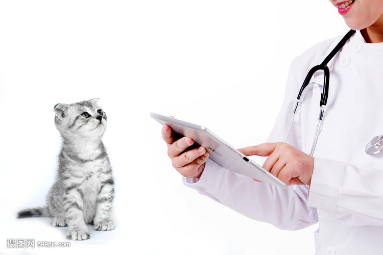 宠物医生