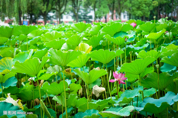四川大学盛夏荷花池