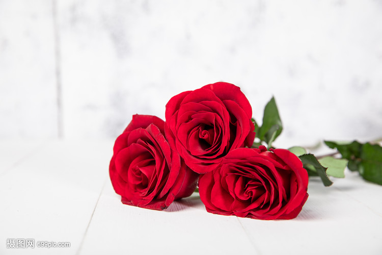 七夕情人节玫瑰花