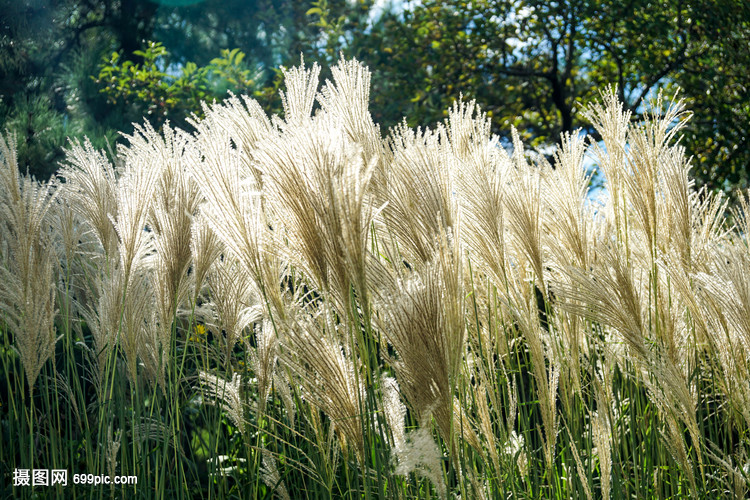 芦苇摇曳伴鸟飞 生态美景引客来