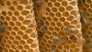 蜂蜜蜂巢视频素材