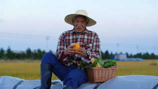 田间农民挑拣菜篮子里的蔬菜视频素材