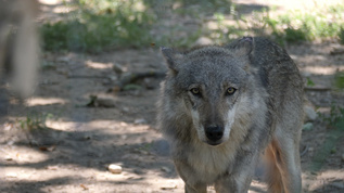 灰狼在动物园散步视频素材