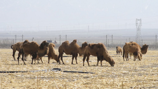 新疆牧业生产草原牲畜骆驼视频素材