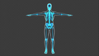 4K骨骼医学透视带通道可循环视频素材