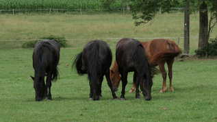 在草地上放牧的马匹视频素材