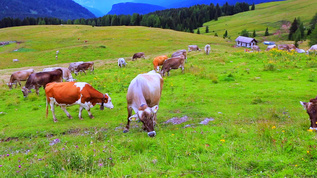 牛吃草奶牛在美丽的草地上飞快视频素材
