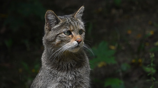 欧洲野猫视频素材