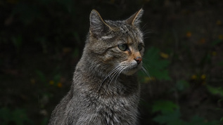 欧洲野猫视频素材