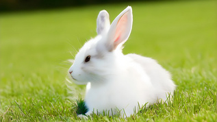 一只兔子坐在草地上视频素材