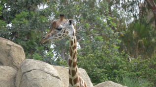 动物园里的长颈鹿视频素材