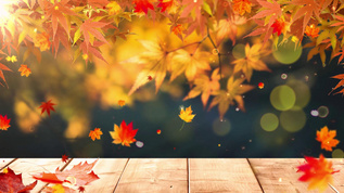 枫叶秋天背景视频素材
