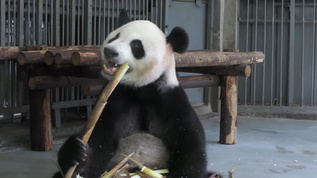 动物园大熊猫 吃竹子视频素材