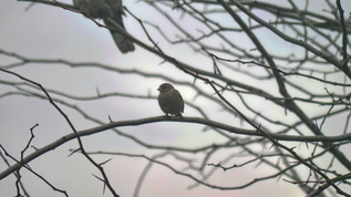 冬季树枝上的麻雀4k视频素材