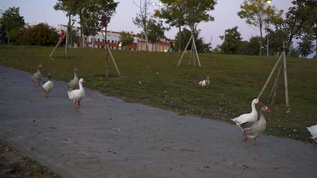 鸭子们在一条向河流缓慢移动的道路上行走视频素材
